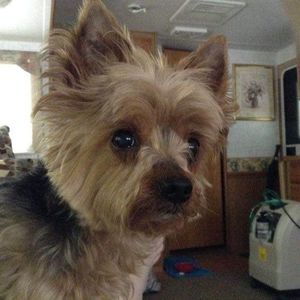 Meet your Posher, Maxine